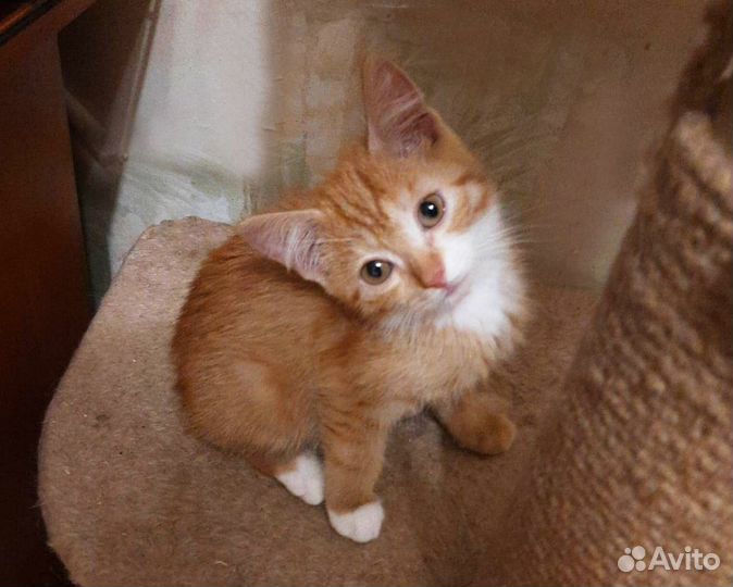 Кареглазый котенок 3 месяца купить в Кемерово | Животные и зоотовары | Авито
