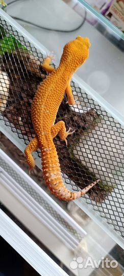 Эублефар с террариумом комплект