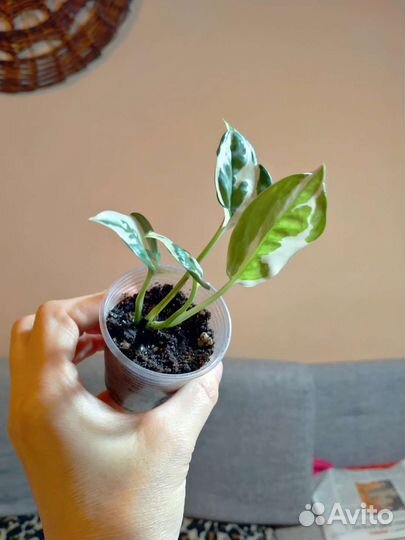 Сциндапсус энджой