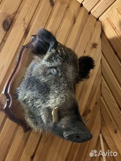 Чучело головы кабана на медальоне