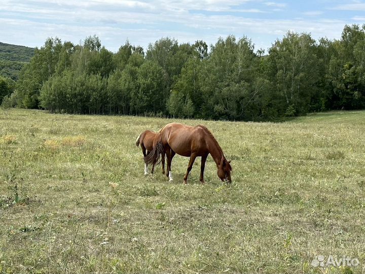 Лошади