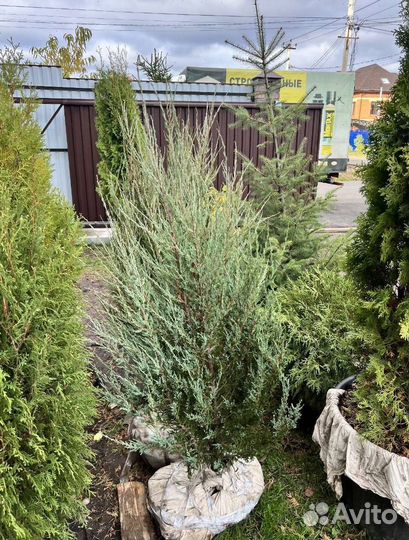 Можжевельник Блю Эрроу с доставкой с полей