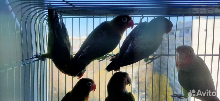 Неразлучники птенцы