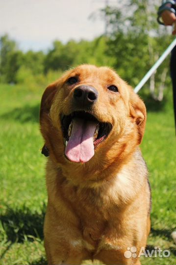 Баффи - Идеальная собака ждет вас