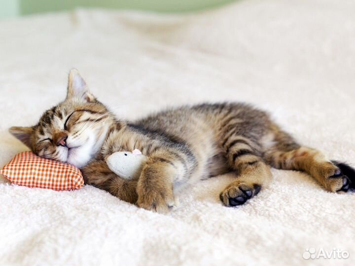 Передержка кошек на Ладожской (у котоняни дома)