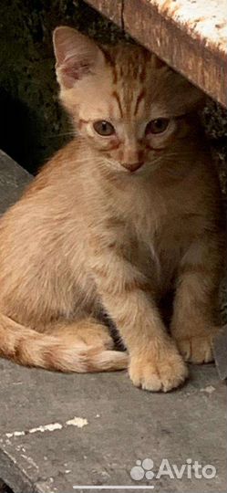 Рыжик, в самые добрые руки