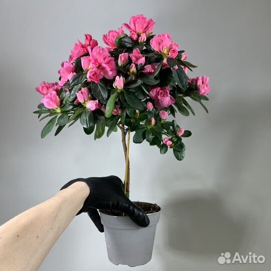 Азалия индика штамб d-12