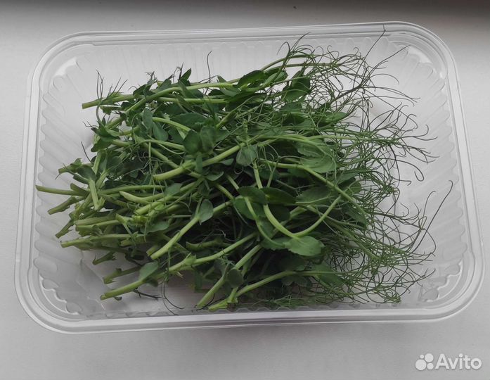 Микрозелень под заказ