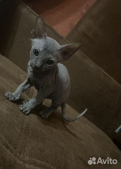 Донской сфинкс