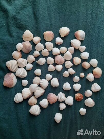 Морские ракушки раковины