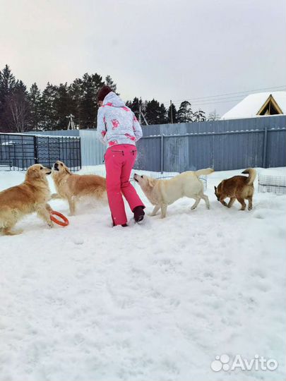 Зоогостиница, передержка собак и кошек