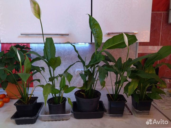 Спатифиллум