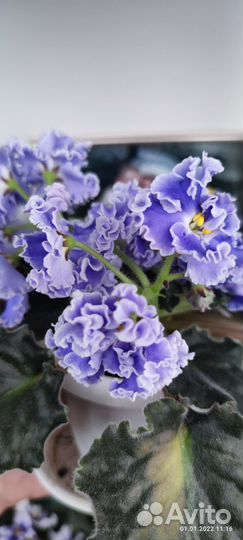 Фиалки Утончённый вкус, Душа океана