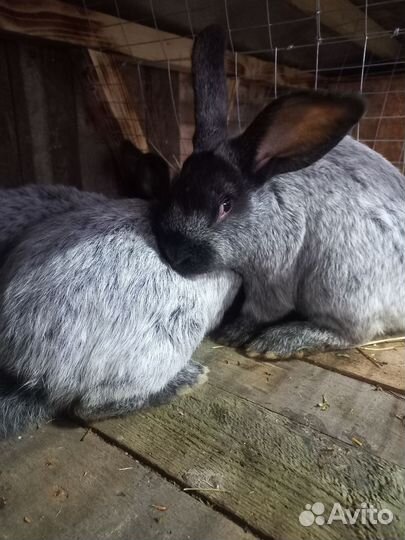 Кролики мясных пород Полтавское серебро
