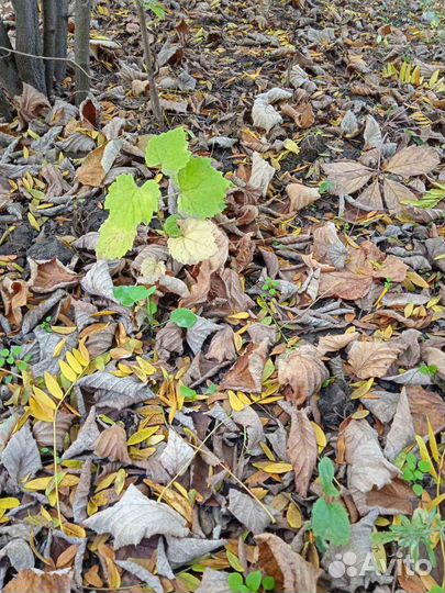 Саженцы ореха,сливы,черешни,махровой сирени,цветов