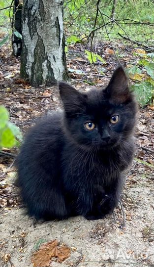 Котята и кошка в добрые руки в дар