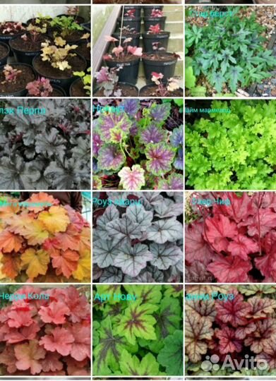 Гейхеры более 40 сортов