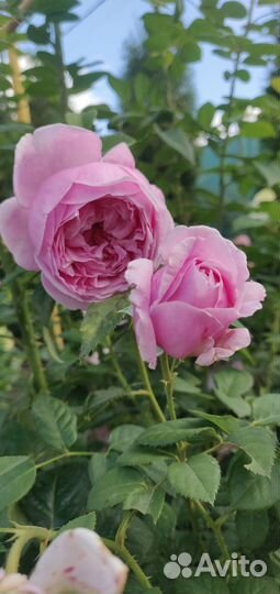 Роза пионовидная (бронь)