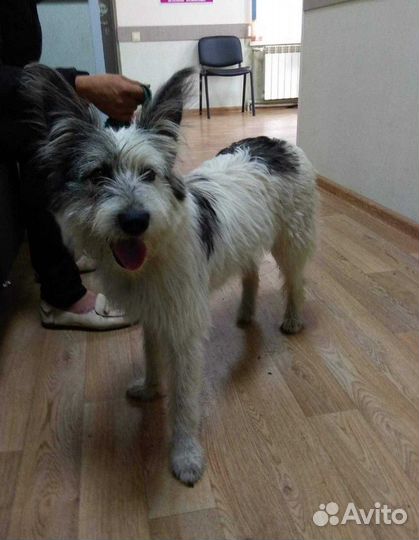 Красотки ищут дом