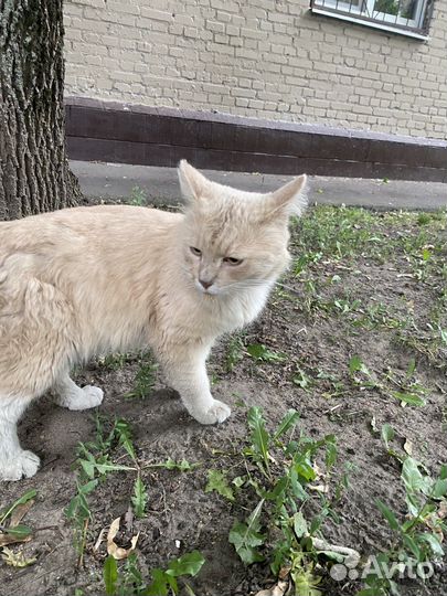 Кот в добрые руки