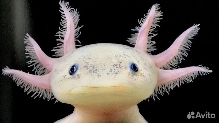Аксолотли черные белые