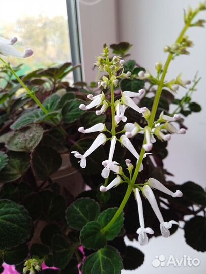 Комнатные растения