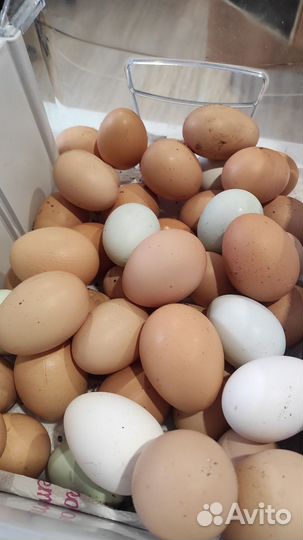 Инкубационные яйца, яйца домашние на еду