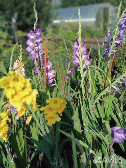 Гладиолусы луковицы