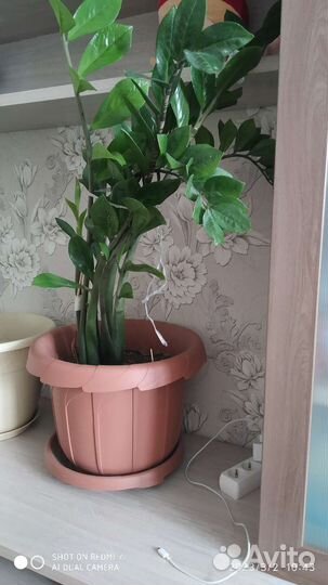 Замиокулькас