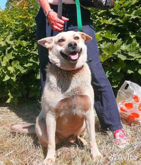 Пирожок Мишаня