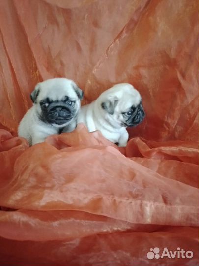 Щенки мопса мальчик