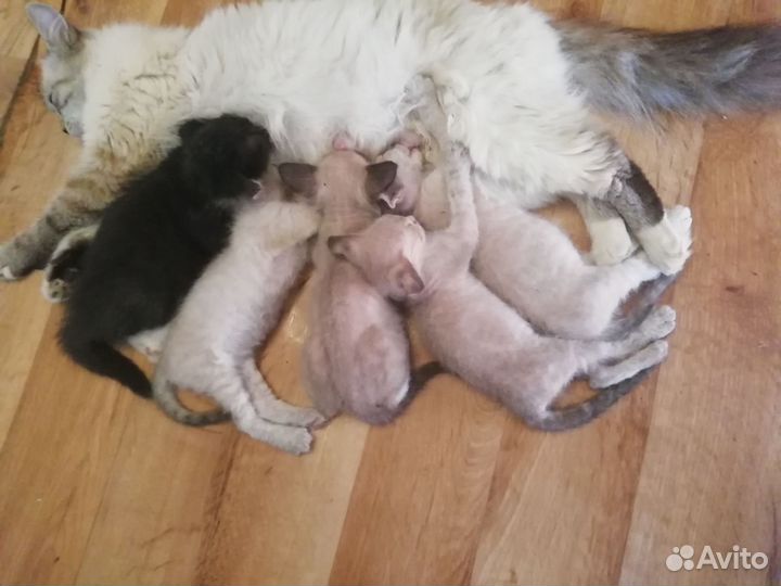 Кошки в добрые руки сфинкс бесплатно