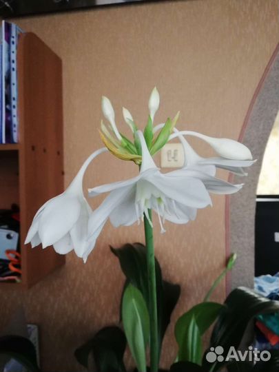 Эухарис амазонская лилия