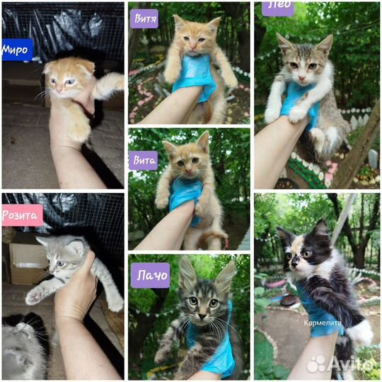 Котята в добрые руки