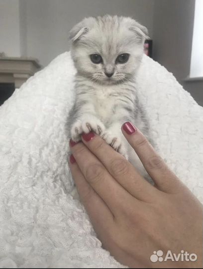 Шотландские котята