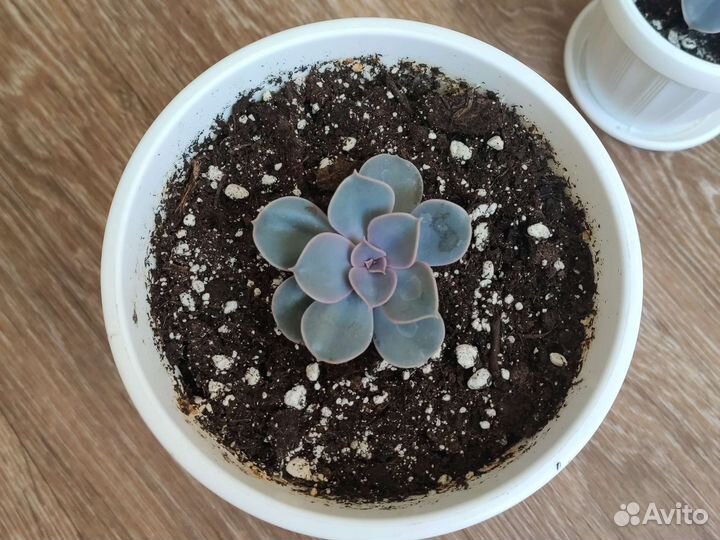 Ехеверия лиловая