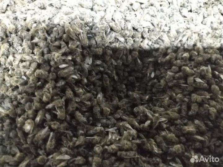 Пчелиный подмор