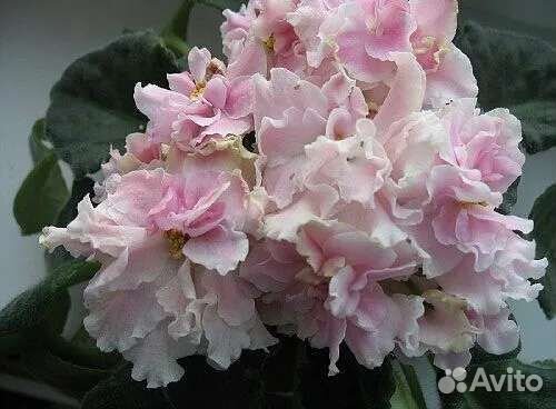 Детка сортовой фиалки рс-Шик