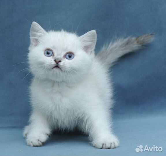 Британские серебристые шиншиллы Котята Ns 11 33