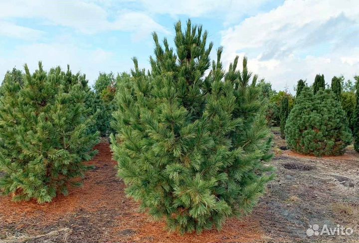 Кедр и голубые ели