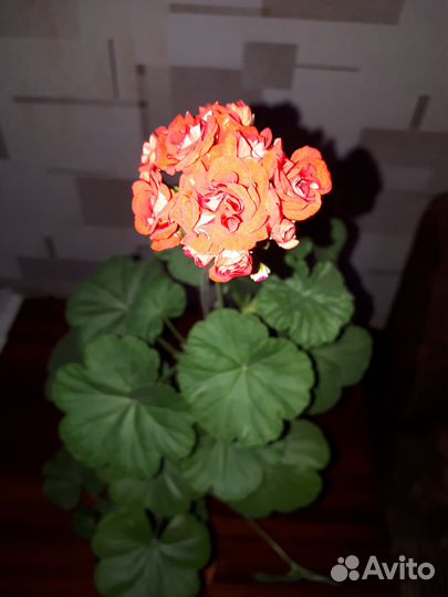 Герань (пеларгония ) или обменяю