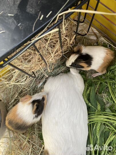 Морская свинка