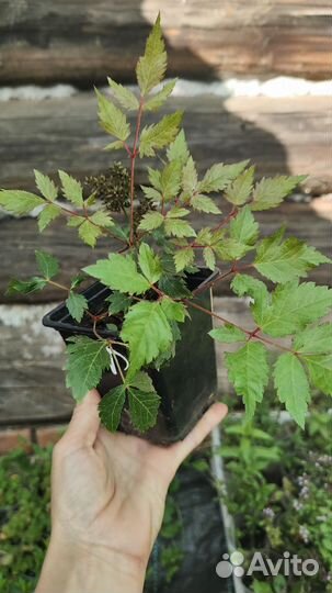 Астильба розовая низкорослая