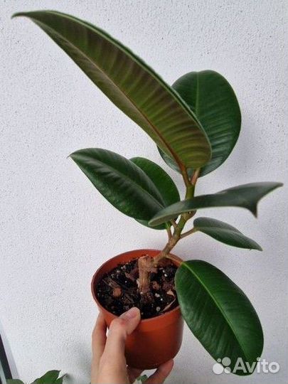 Фикус каучуконосный эластика