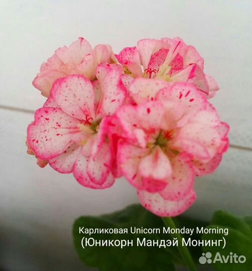 Пеларгония карлик, ангел (герань)