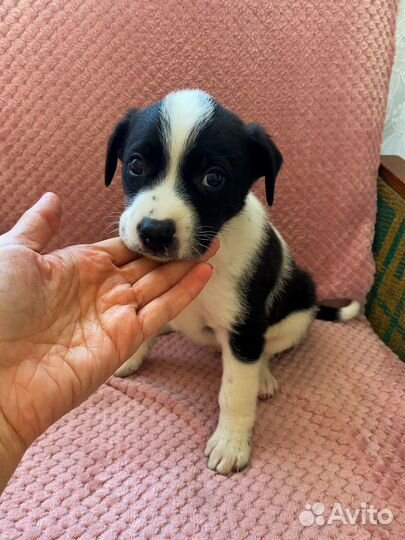 Щенок полукровка