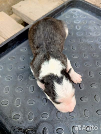 Щенки сибирской хаски