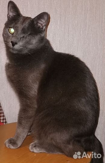 Кот Пират ищет семью