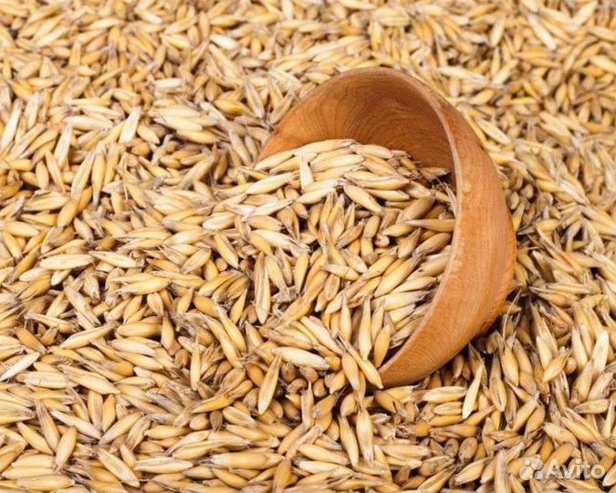 Продам зерно овес