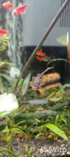 Тернеции гло, анциструсы